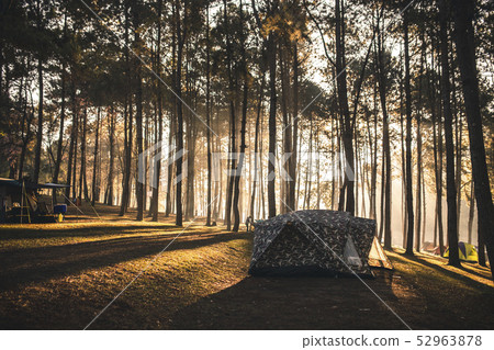tent under the pine forest at morning against the tent under the pine forest at morning against the 52963878