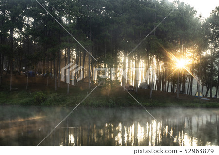 tent under the pine forest at morning against the tent under the pine forest at morning against the 52963879