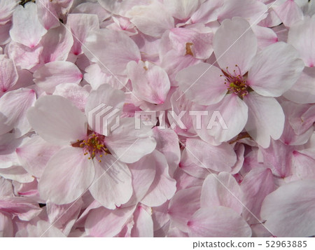 櫻花3 52963885