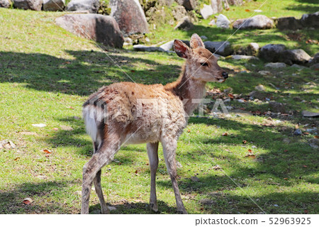 Deer in Nara Park 52963925