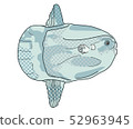 翻車魚 52963945