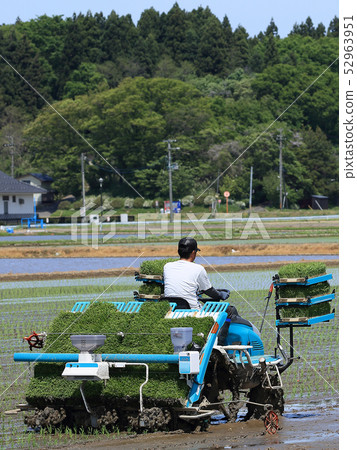 Male image rice planting with rice transplanter Male image rice planting with rice transplanter 52963951