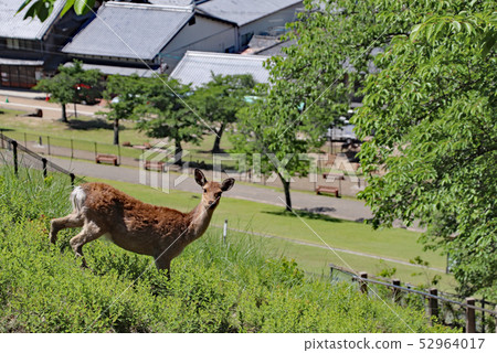 Deer on Mt. Wakasasan mountain trail 52964017