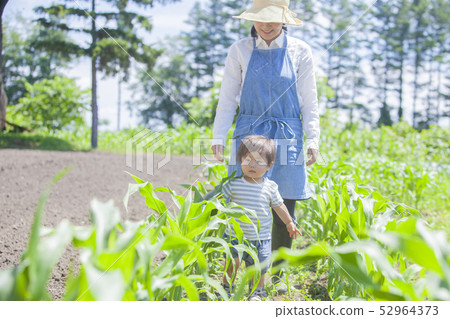 玉米田的父母和孩子 52964373