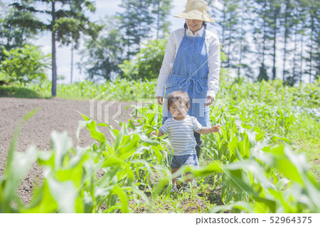 Parent and child of corn field 52964375