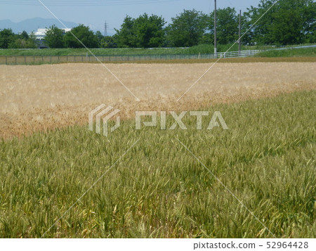 麥田 麥田 52964428