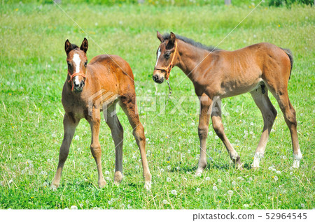 一隻小馬駒 一隻小馬駒 52964545