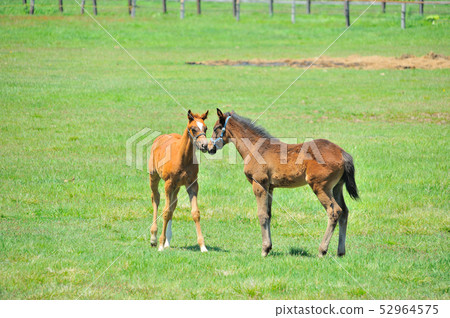 一隻小馬駒 52964575