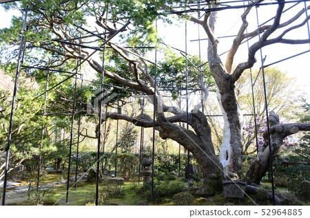 Kyoto Hosen-in Temple Kyoto Hosen-in Temple 52964885