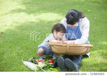 Summer vegetable harvest 52964983