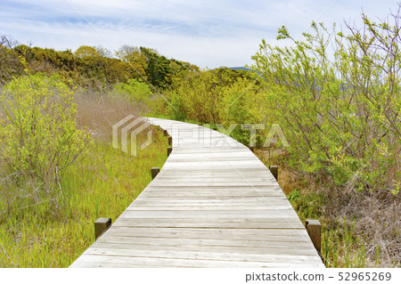 Wooden path through the swamps of Sagata Wooden path through the swamps of Sagata 52965269