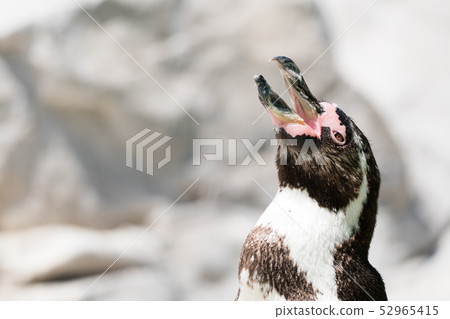 洪堡企鵝 52965415