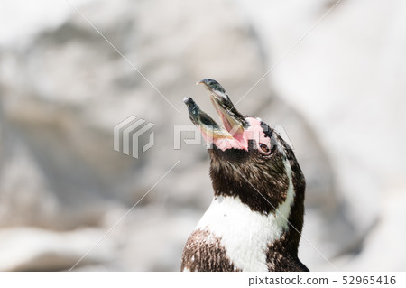 Humboldt Penguin Humboldt Penguin 52965416