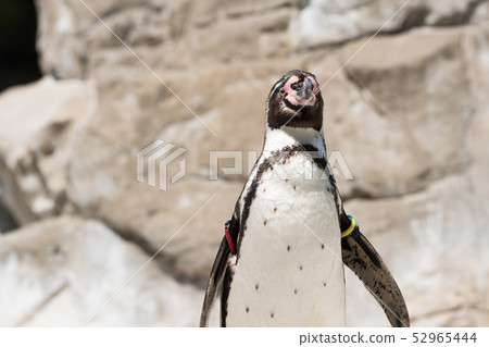 洪堡企鵝 52965444
