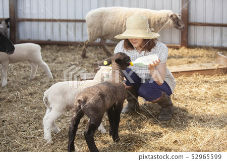Woman giving milk to lamb Woman giving milk to lamb 52965599