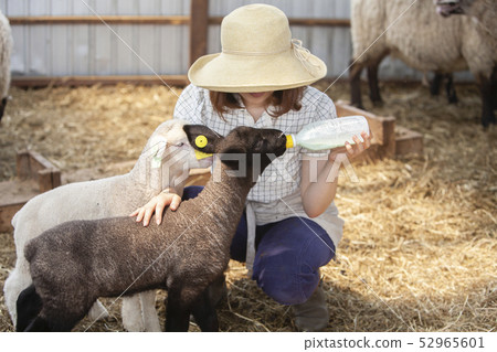Woman giving milk to lamb 52965601