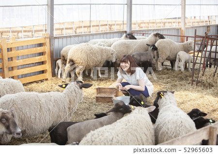 Woman giving milk to lamb 52965603