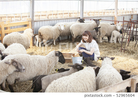Woman giving milk to lamb Woman giving milk to lamb 52965604