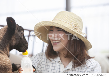 Woman giving milk to lamb 52965605