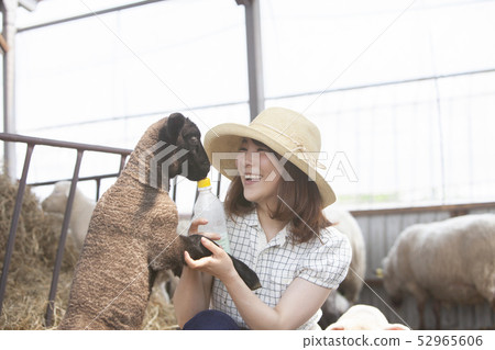 Woman giving milk to lamb 52965606