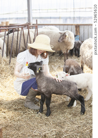 Woman giving milk to lamb 52965610