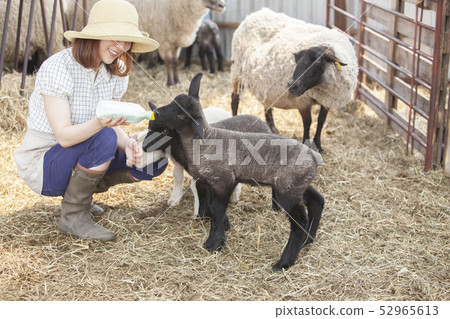 Woman giving milk to lamb 52965613