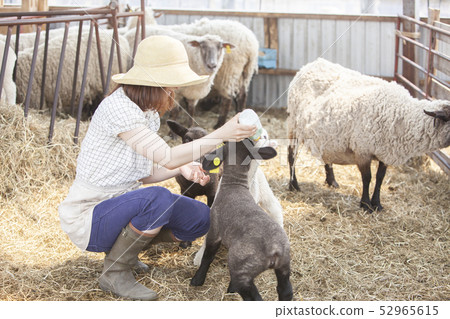 Woman giving milk to lamb Woman giving milk to lamb 52965615