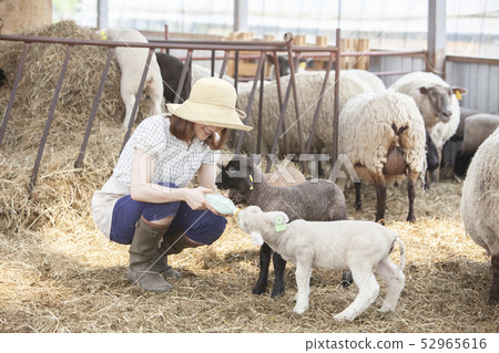 Woman giving milk to lamb 52965616