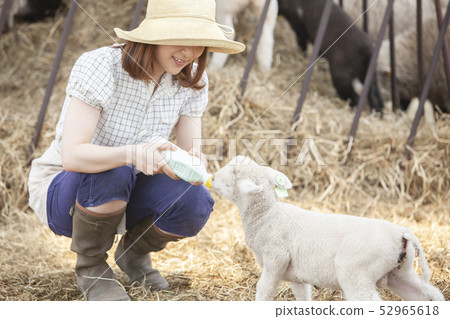 Woman giving milk to lamb 52965618