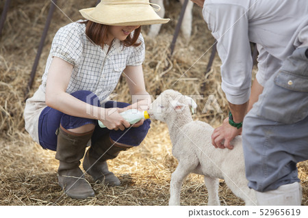 Woman giving milk to lamb 52965619