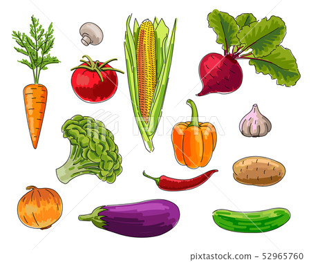 set of Vegetebles, handrawn bright colour illustration set of Vegetebles, handrawn bright colour illustration 52965760