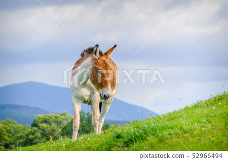 An Asian Wild Pony standing on a Hillside An Asian Wild Pony standing on a Hillside 52966494