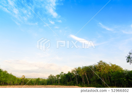 The beautiful garden in the park with green. 52966802