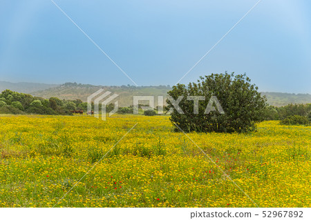 Spring fields landscape, Karpasia Peninsula Cyprus 52967892