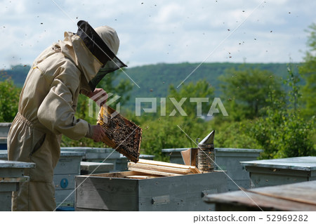 Beekeeper on apiary. Beekeeper is working with bees and beehives on the apiary. 52969282