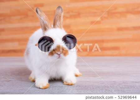 Little adorable bunny rabbit with sun glasses stay 52969644
