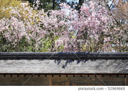 Ryoanji Stone garden Weeping cherry tree 52969668