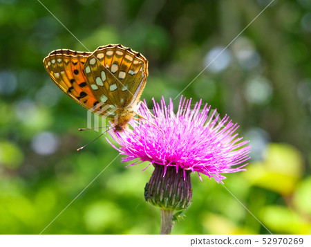 馬鯖魚和有角的豹子 馬鯖魚和有角的豹子 52970269