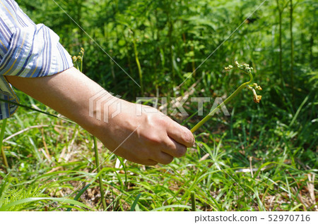 Picking bracken 52970716