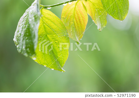 Leaves wet to the rain 52971190
