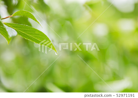 濕透了雨 52971191