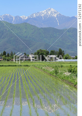 五月在安曇野市 52971192