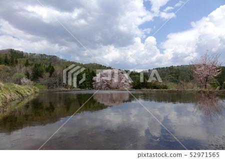 天皇櫻花 天皇櫻花 52971565