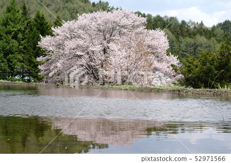 Tennozakura 52971566