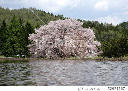 天皇櫻花 52971567