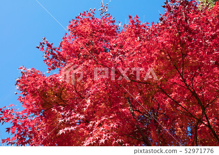 Autumn leaves of maple Autumn leaves of maple 52971776