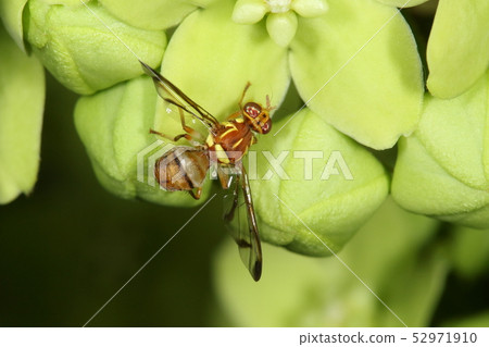 Creatures Insect Urifly, alien agricultural pest. It eradicates with sterile sterile insects. This should be a sterile insect helminthed by a helicopter 52971910