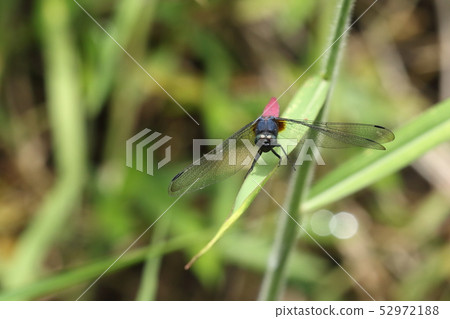 Creatures insects Coffin's dragonfly, Yaeyama dragonfly. You can see it all year round on Ishigaki Island Creatures insects Coffin's dragonfly, Yaeyama dragonfly. You can see it all year round on Ishigaki Island 52972188