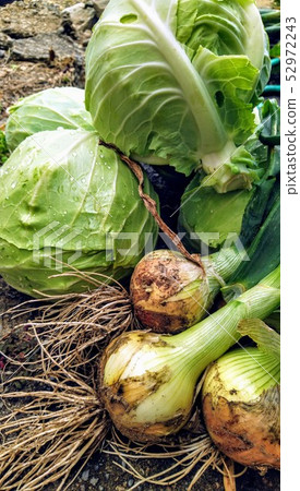 Harvesting Spring Vegetables 52972243
