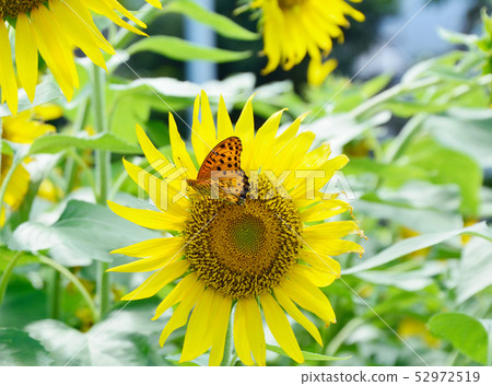 Bluefin Panther butterfly on a sunflower flower Bluefin Panther butterfly on a sunflower flower 52972519